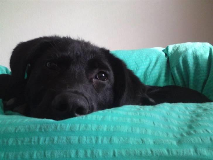 Blanding af racer Lotus - han elsker at putte billede 12