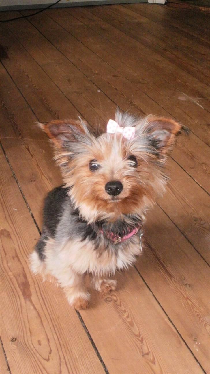Yorkshire terrier Tino billede 1