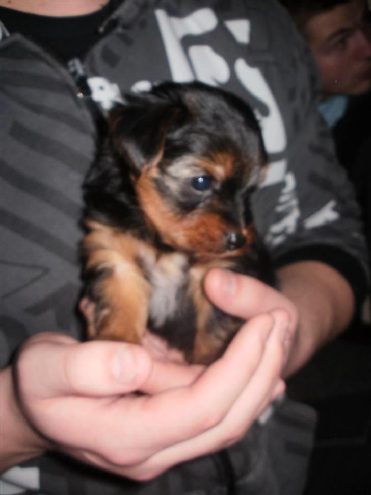 Yorkshire terrier Tino billede 2