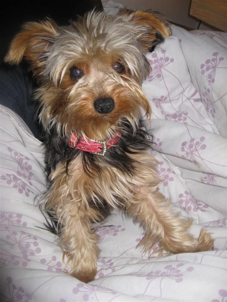 Yorkshire terrier Tino billede 3