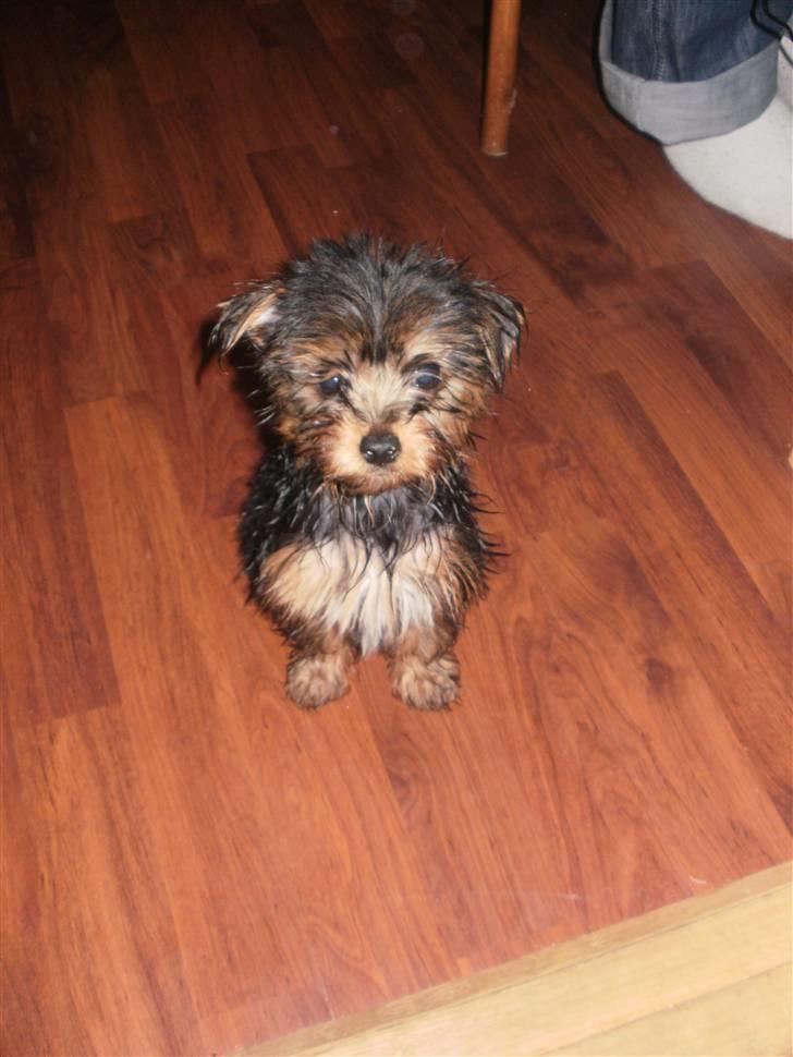 Yorkshire terrier Tino billede 4