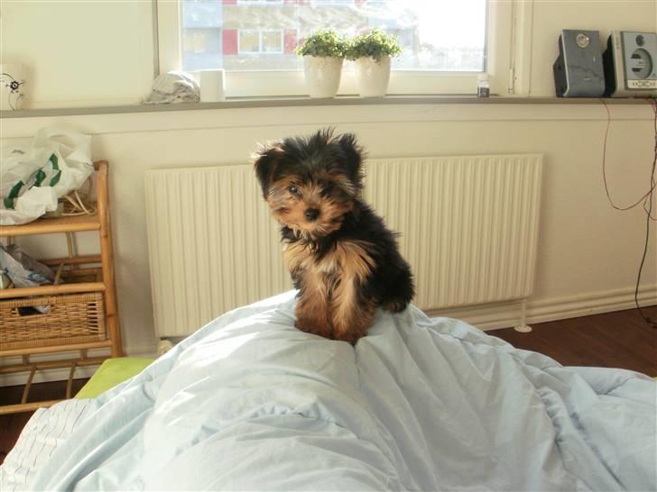 Yorkshire terrier Tino billede 5