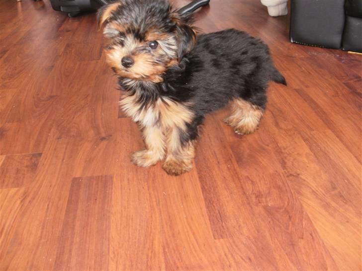 Yorkshire terrier Tino billede 6