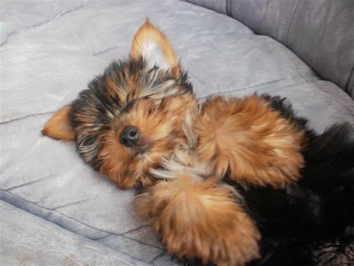 Yorkshire terrier Tino billede 7