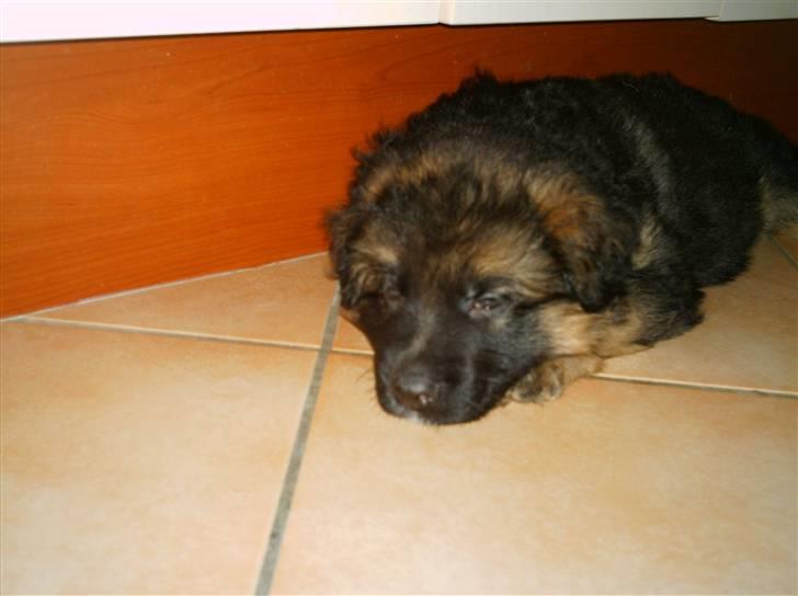 Schæferhund Micadee´s Falcon billede 8