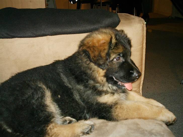 Schæferhund Micadee´s Falcon billede 9