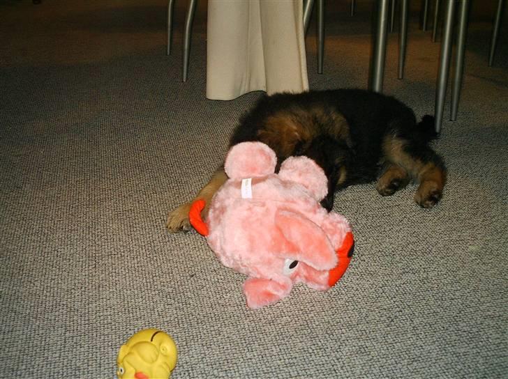 Schæferhund Micadee´s Falcon billede 10