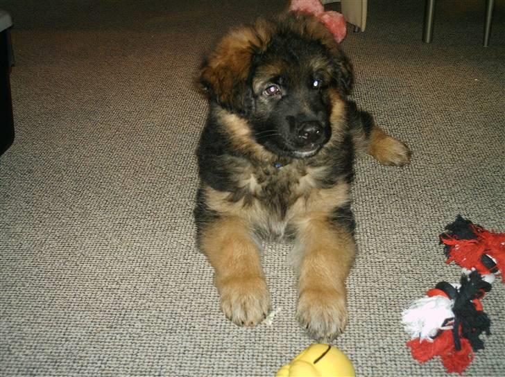 Schæferhund Micadee´s Falcon billede 11