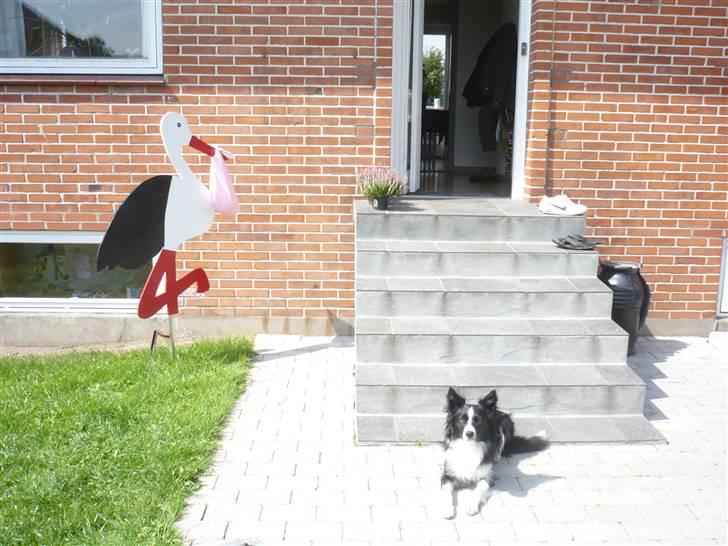 Border collie Neela billede 11