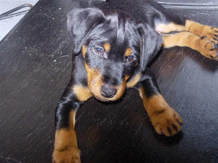 Tysk jagtterrier  Opsund´s Freya - velkommen til Freya´s profil billede 1