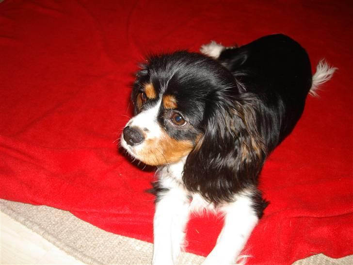 Cavalier king charles spaniel Thor (lille Thor) - thor på den røde løber:D billede 11