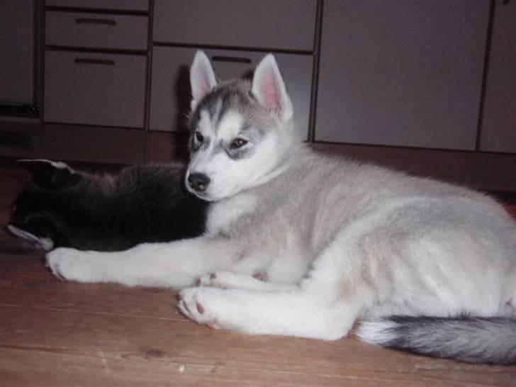 Siberian husky Sif <3 billede 4