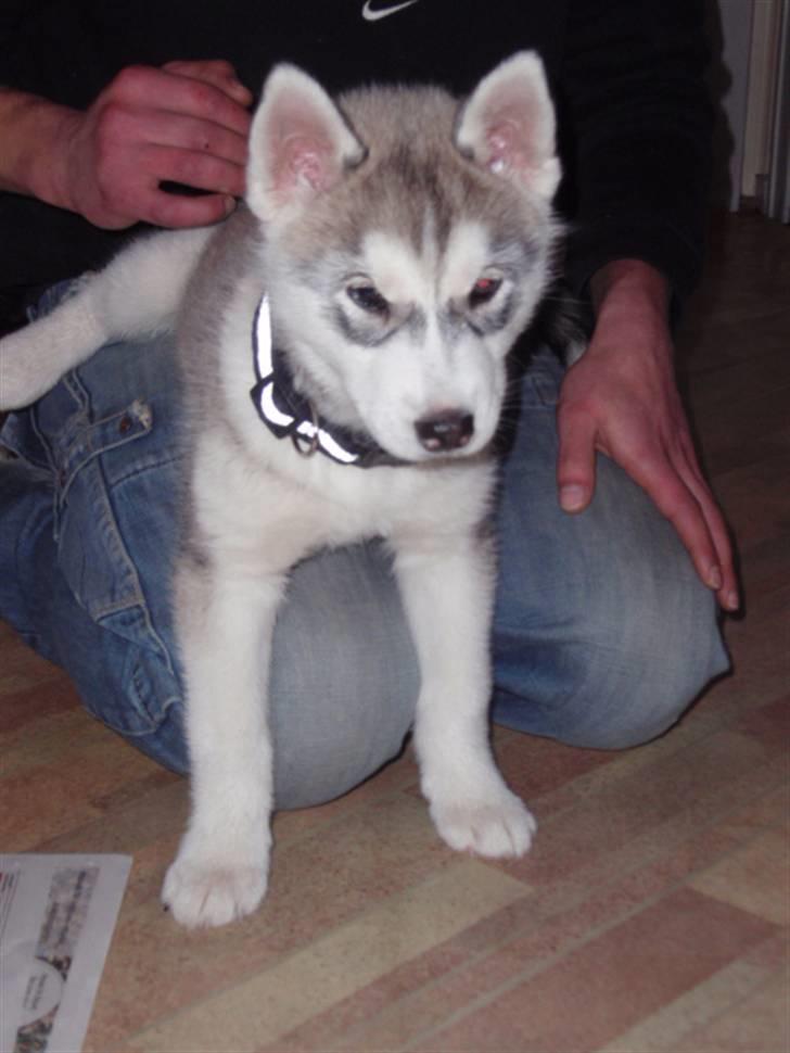 Siberian husky Sif <3 billede 6