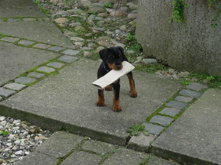 Tysk jagtterrier  Opsund´s Freya - Freya i haven billede 2