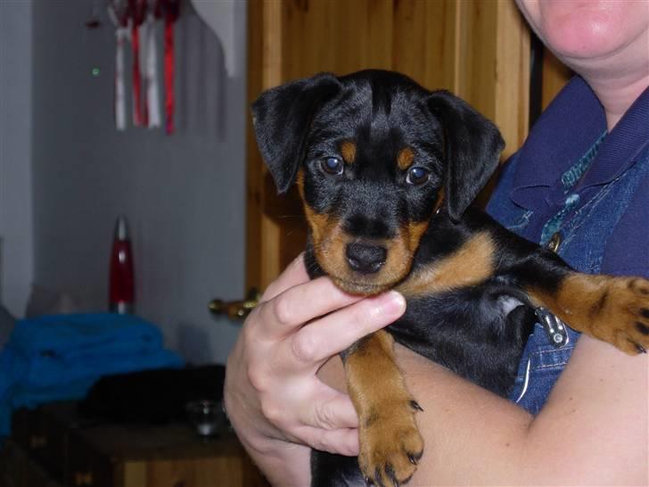 Tysk jagtterrier  Opsund´s Freya billede 3