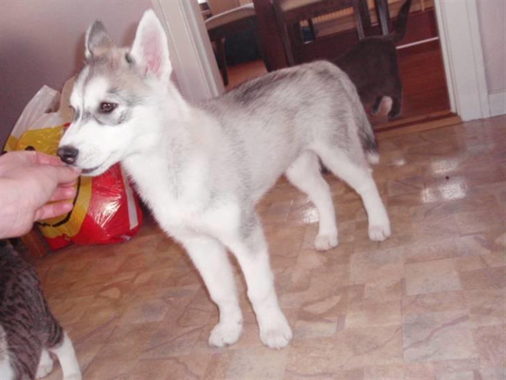 Siberian husky Sif <3 billede 7