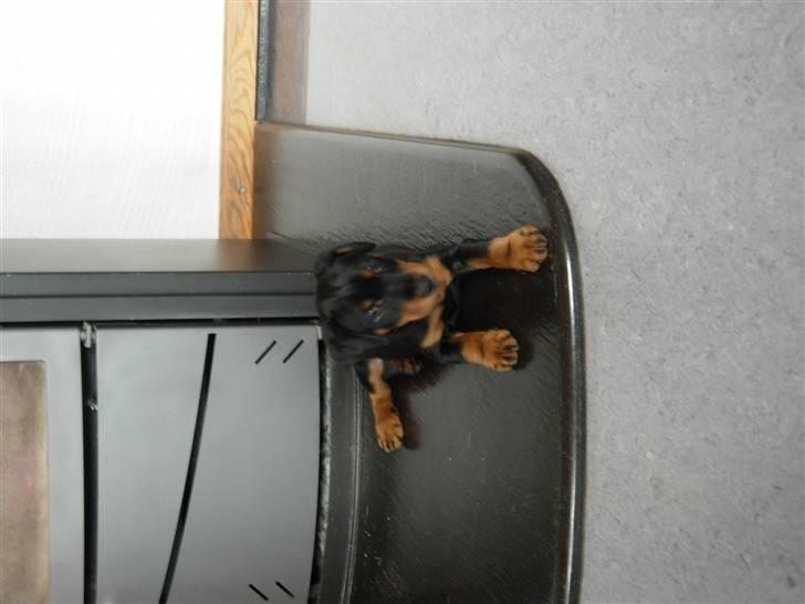 Tysk jagtterrier  Opsund´s Freya billede 5