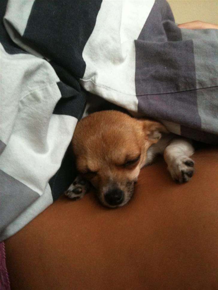 Chihuahua Amanda  - "Jeg eeeeeeeeeeelsker at ligge og putte på mors mave" billede 10