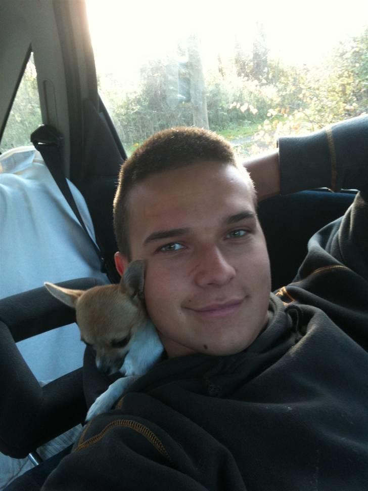 Chihuahua Amanda  billede 11