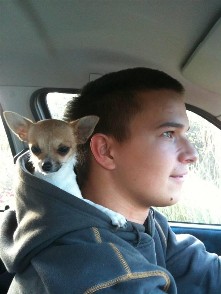 Chihuahua Amanda  - det er bare så sjovt at være med far på arbejde :) billede 12