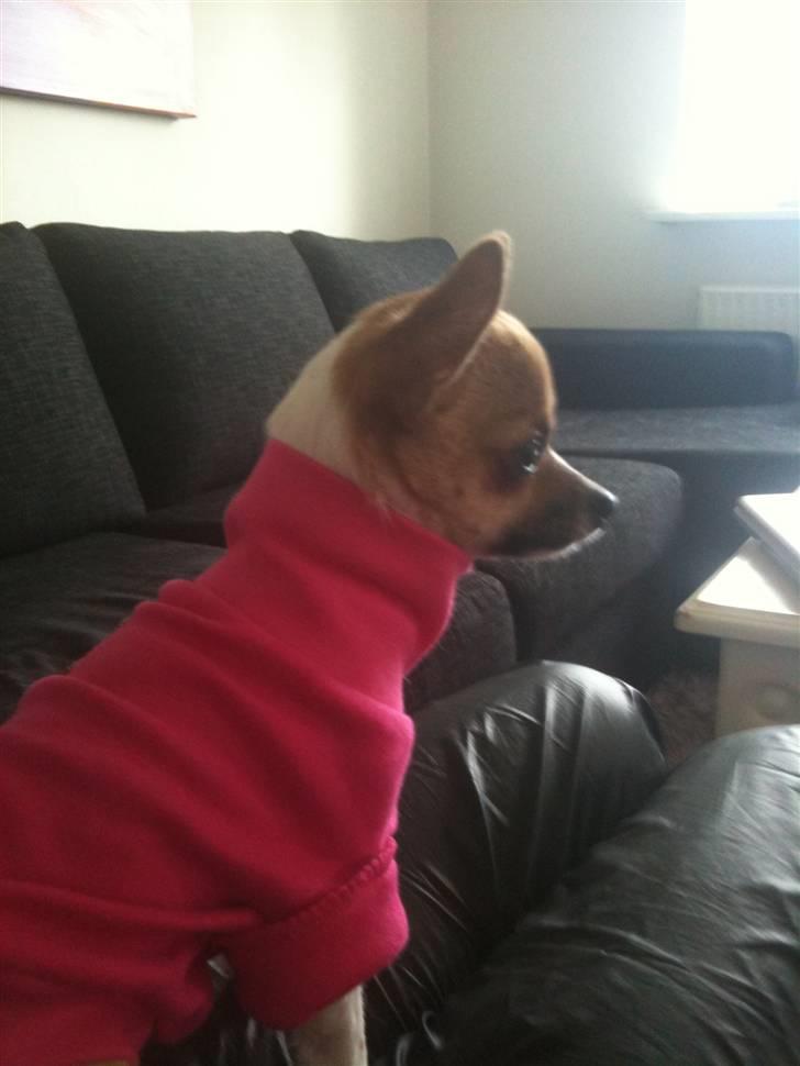 Chihuahua Amanda  - "jeg prøver at holde varmen, men det er bare så svært at gå når der er ærmer i tøjet" billede 13