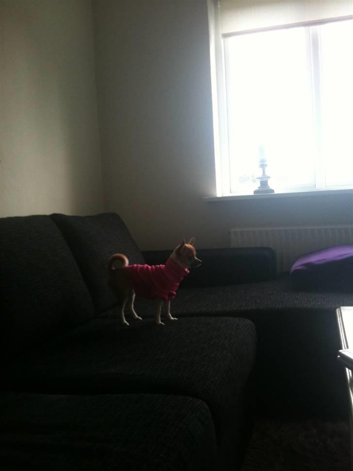 Chihuahua Amanda  - Løber lige en tur i mors sofa :) billede 14