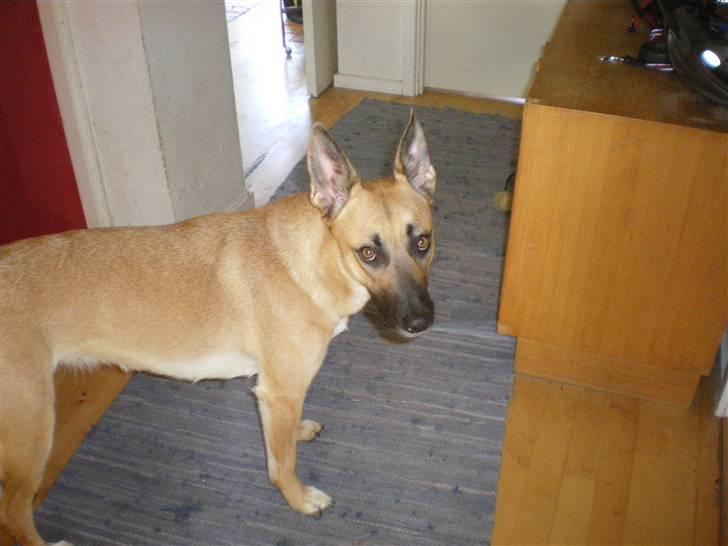 Malinois Liva billede 8
