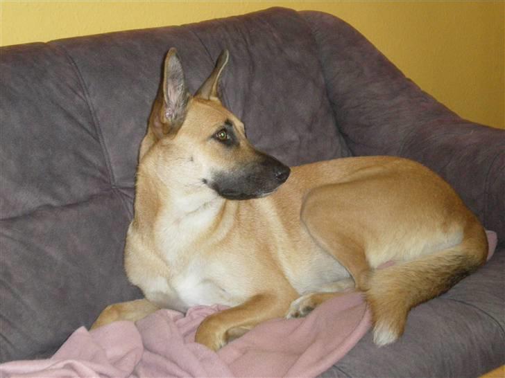 Malinois Liva billede 9