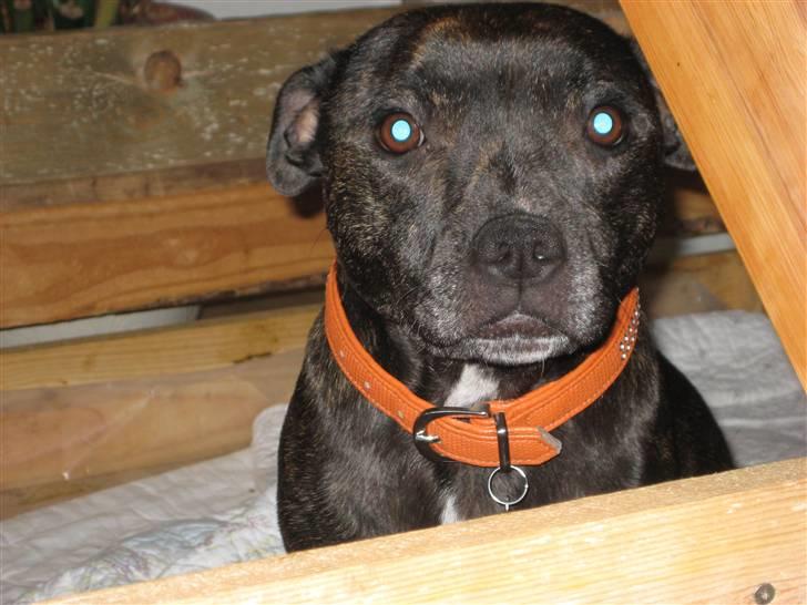 Staffordshire bull terrier luca billede 1