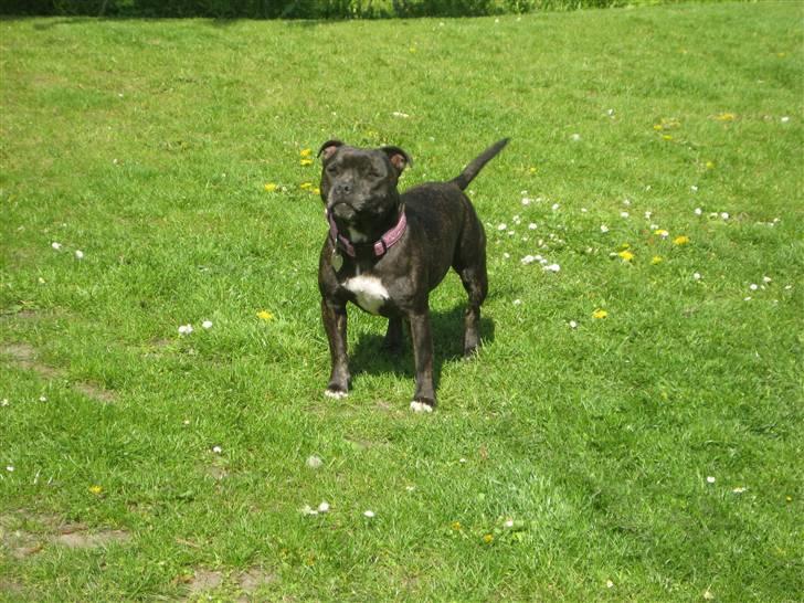 Staffordshire bull terrier luca billede 2