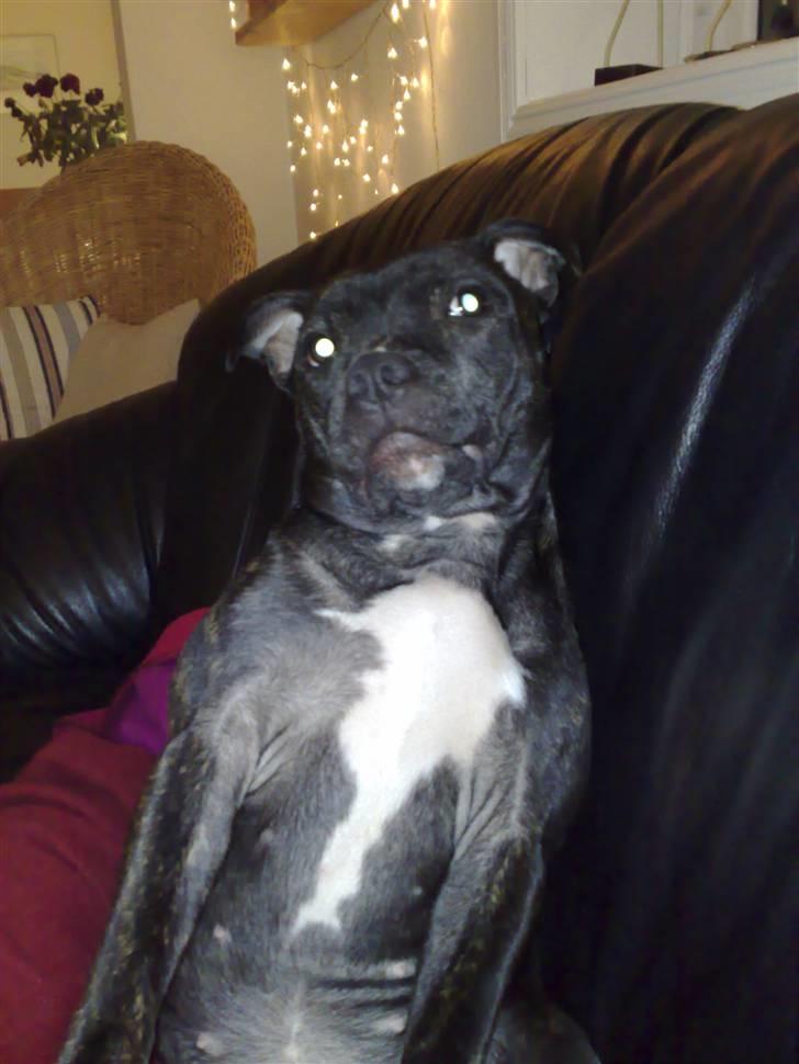Staffordshire bull terrier luca billede 3