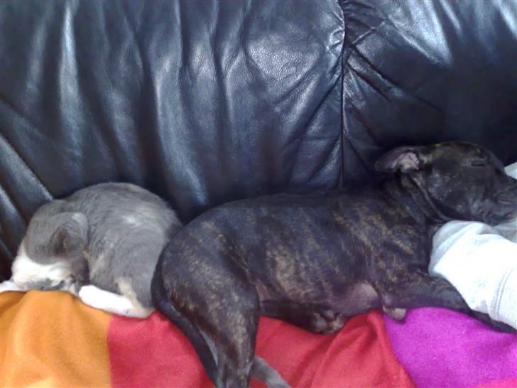 Staffordshire bull terrier luca billede 4