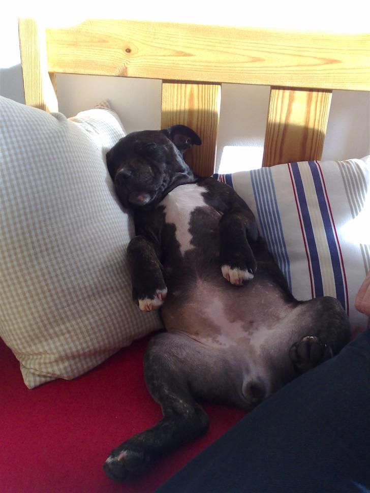 Staffordshire bull terrier luca billede 5