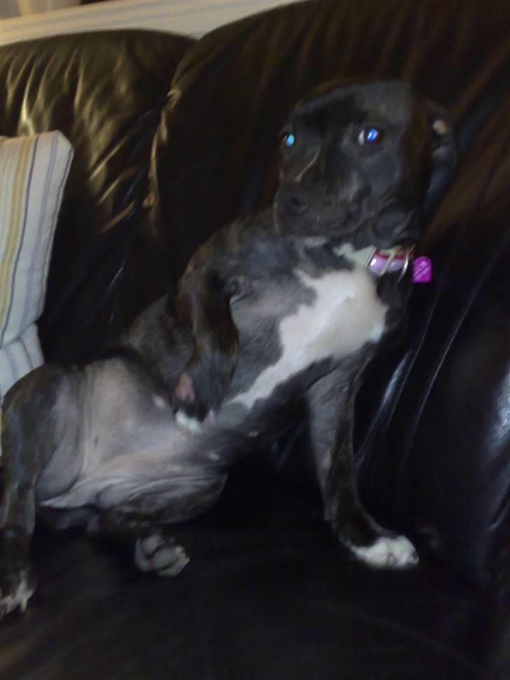 Staffordshire bull terrier luca billede 6