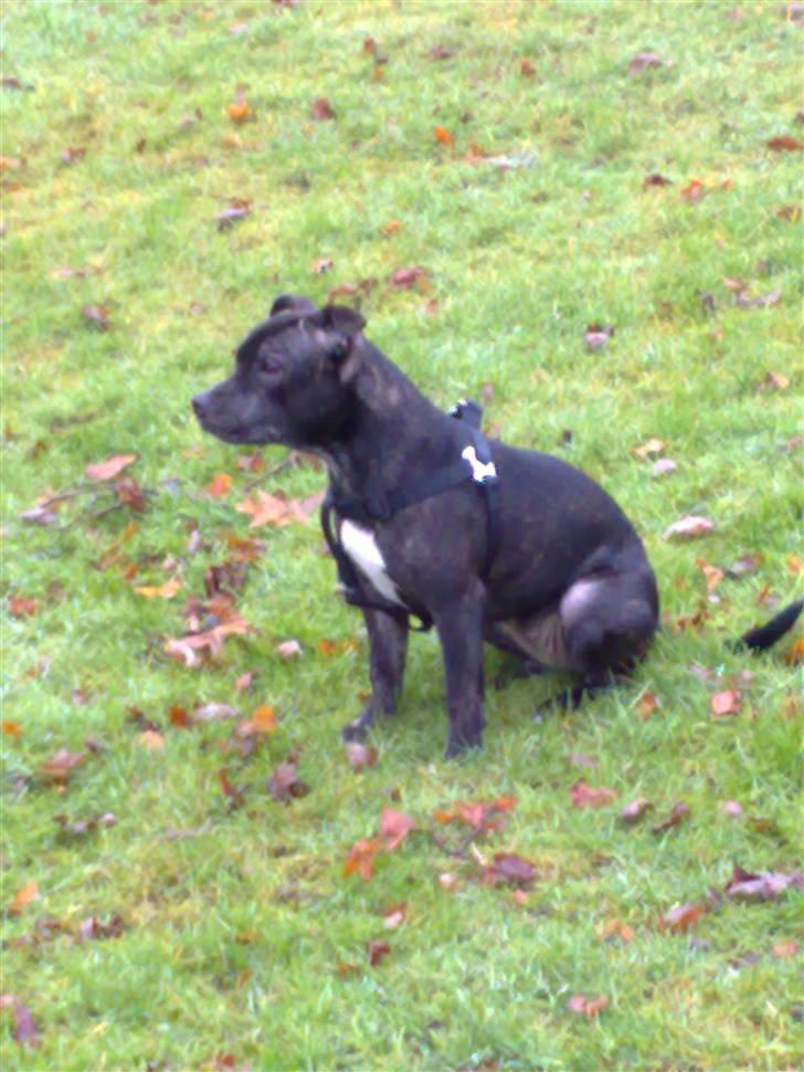 Staffordshire bull terrier luca billede 7