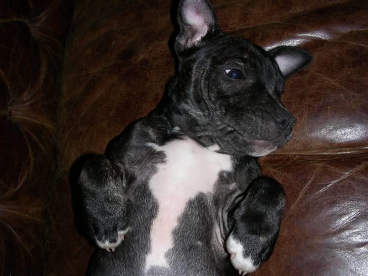 Staffordshire bull terrier luca billede 8