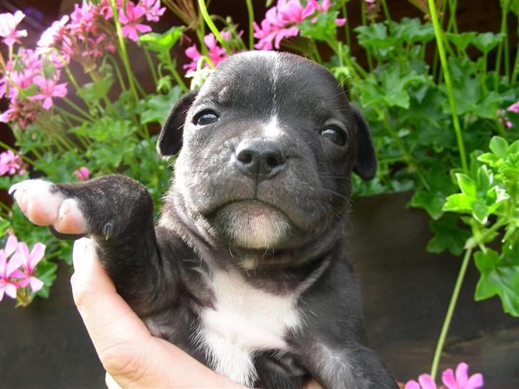 Staffordshire bull terrier luca billede 9