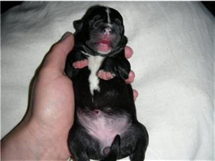 Staffordshire bull terrier luca billede 10