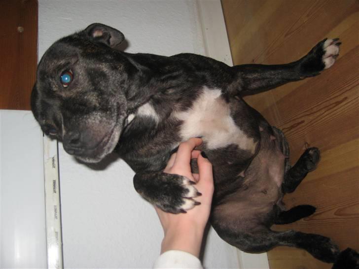 Staffordshire bull terrier luca billede 11