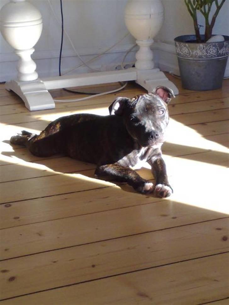 Staffordshire bull terrier luca billede 12