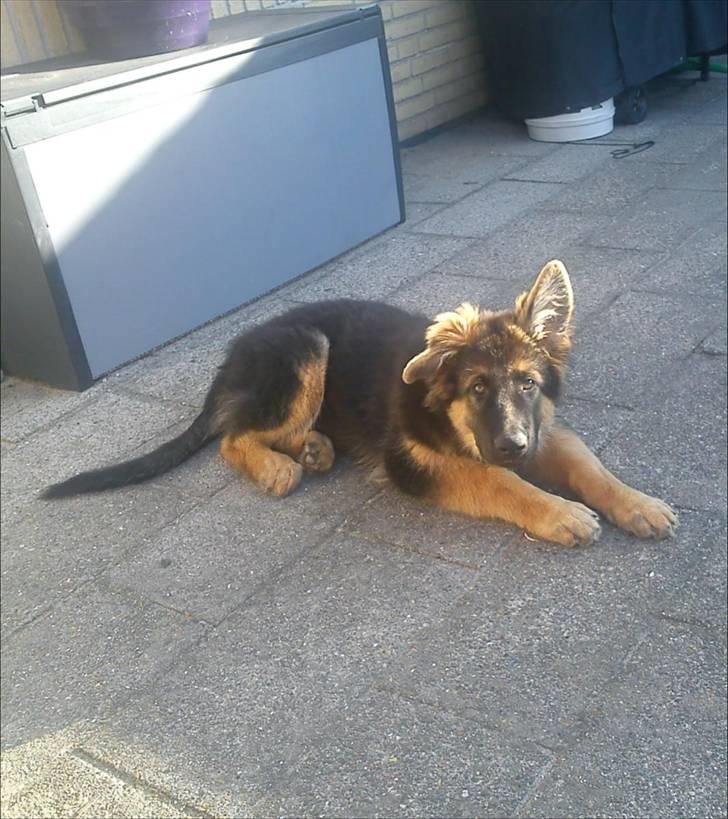 Schæferhund Canto billede 14