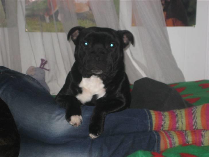 Staffordshire bull terrier nemo billede 1