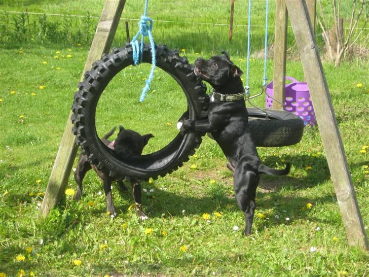 Staffordshire bull terrier nemo billede 3