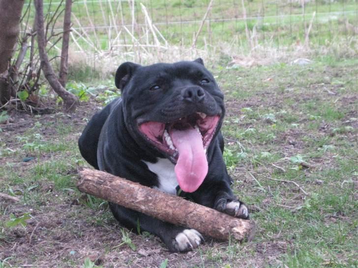 Staffordshire bull terrier nemo billede 4