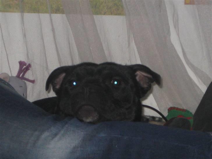 Staffordshire bull terrier nemo billede 5