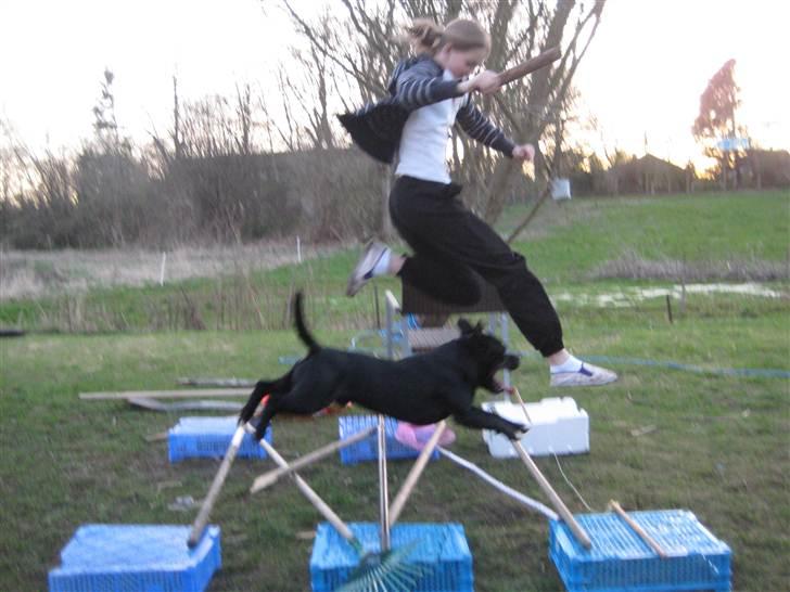 Staffordshire bull terrier nemo billede 7