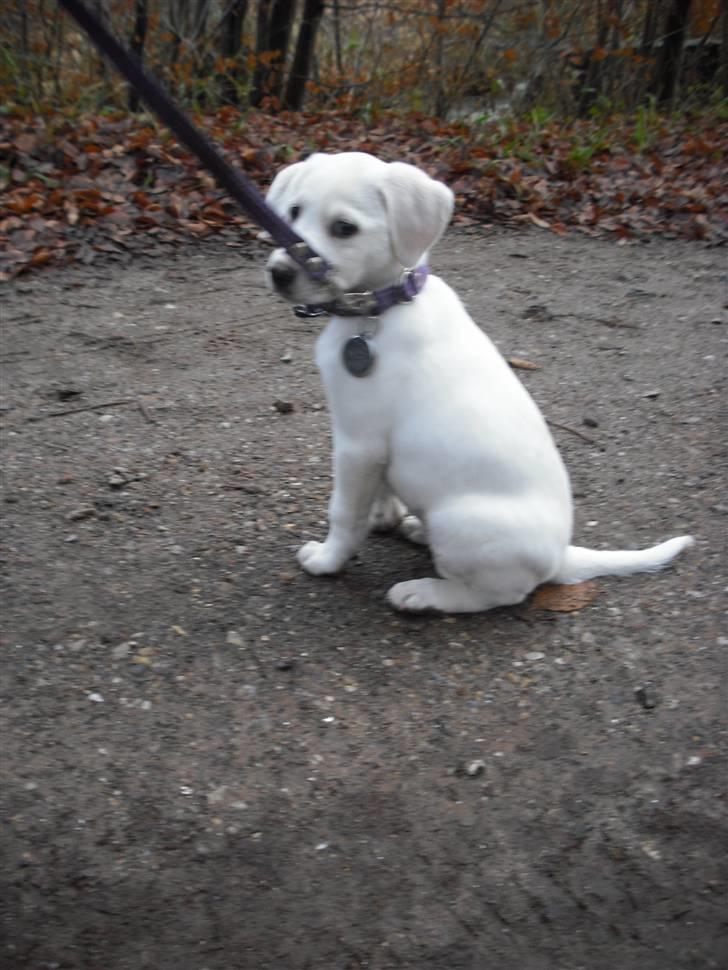 Blanding af racer Popcorn :-) billede 16