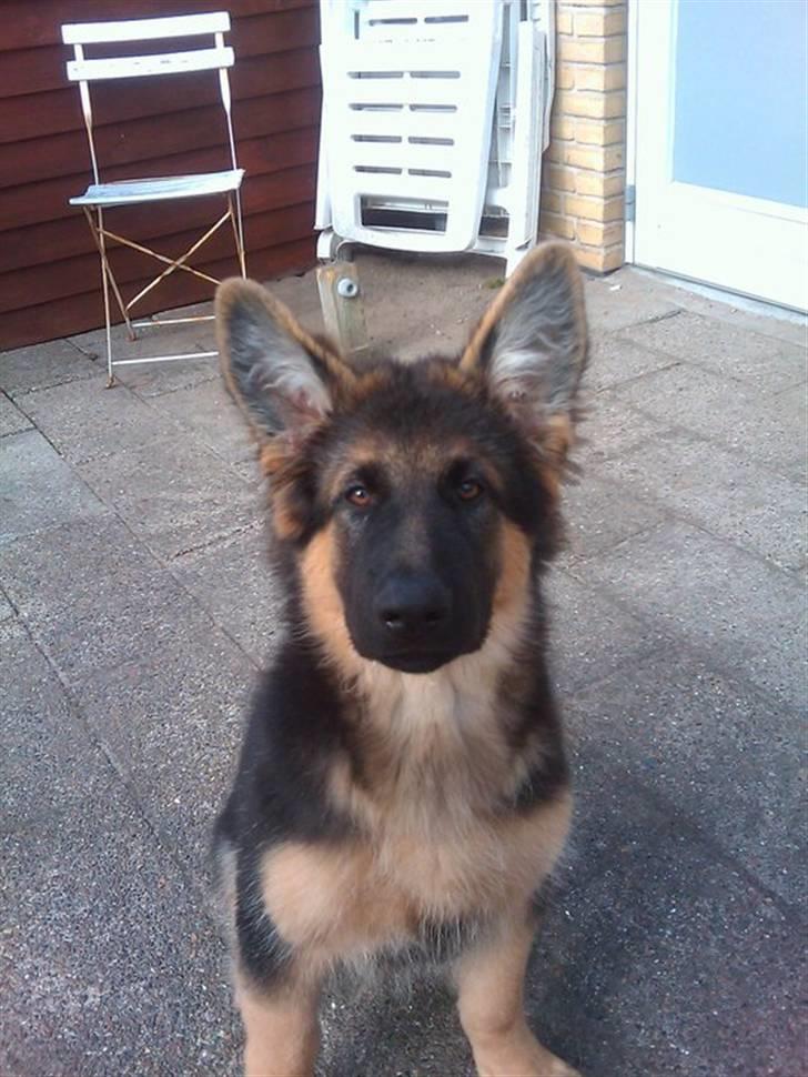 Schæferhund Canto - Canto i November 10  billede 15