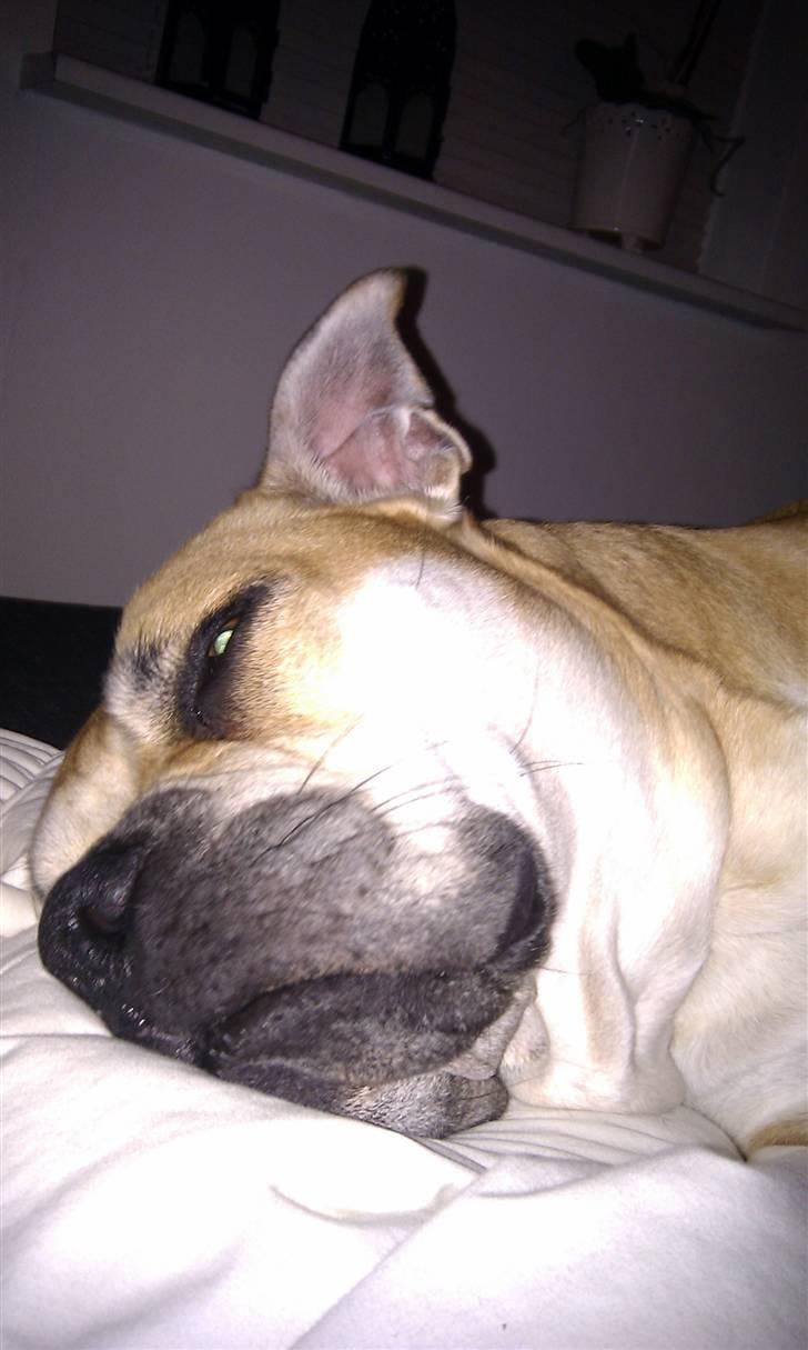 Mallorca Mastiff / Ca de Bou Aya billede 7