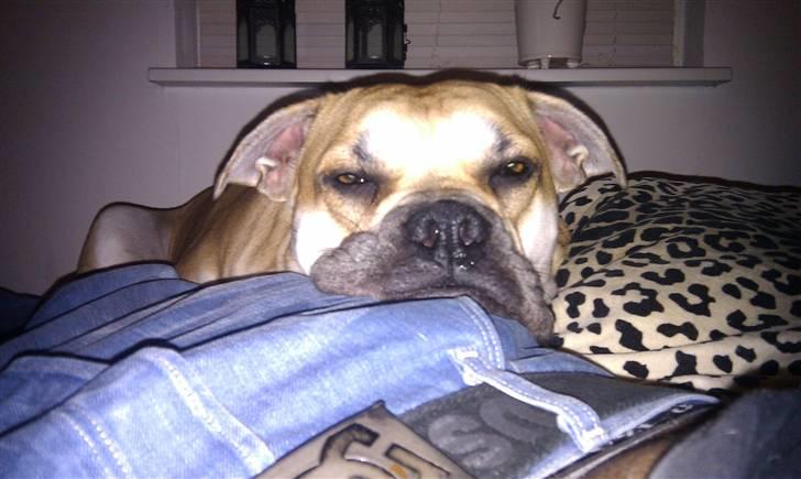 Mallorca Mastiff / Ca de Bou Aya - Relax! billede 8